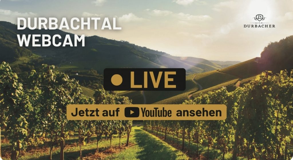 Durbachtal Webcam mit Blick auf die Weinberge