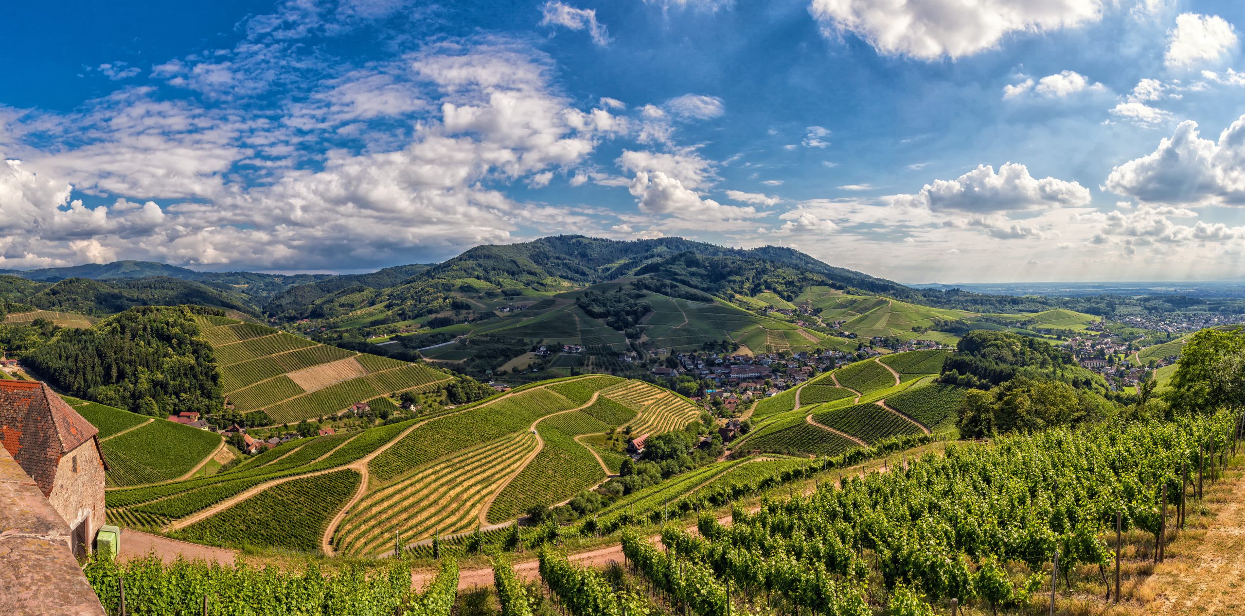 Panorama der Durbacher Weinberge