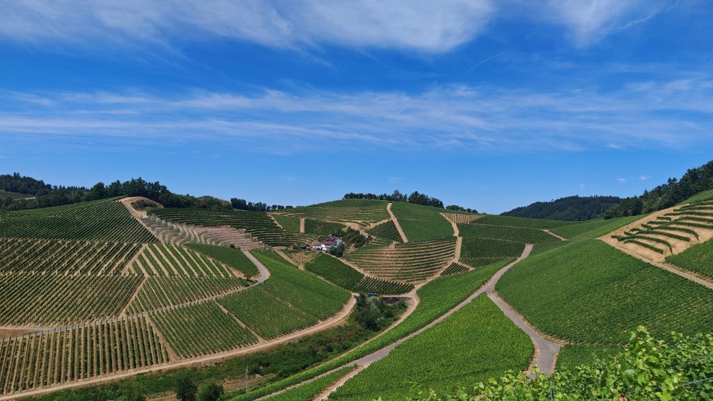 Winzerfamilien der Durbacher Winzer eG